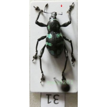 Metapocyrtus lindabonus W.Schultze, 1922 male Philippines31
